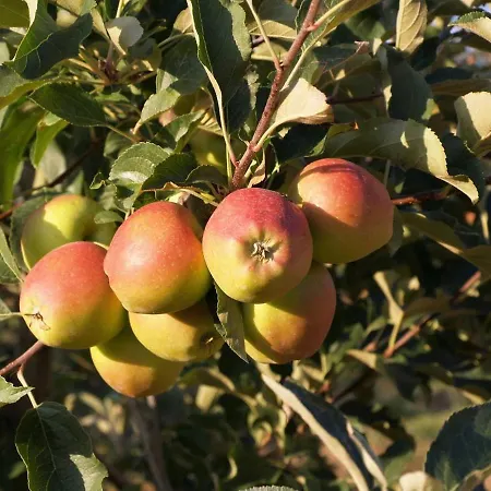 Villa Casa Dona Maria - Douro