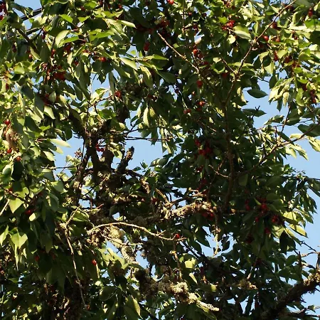 Villa Casa Dona Maria - Douro Armamar