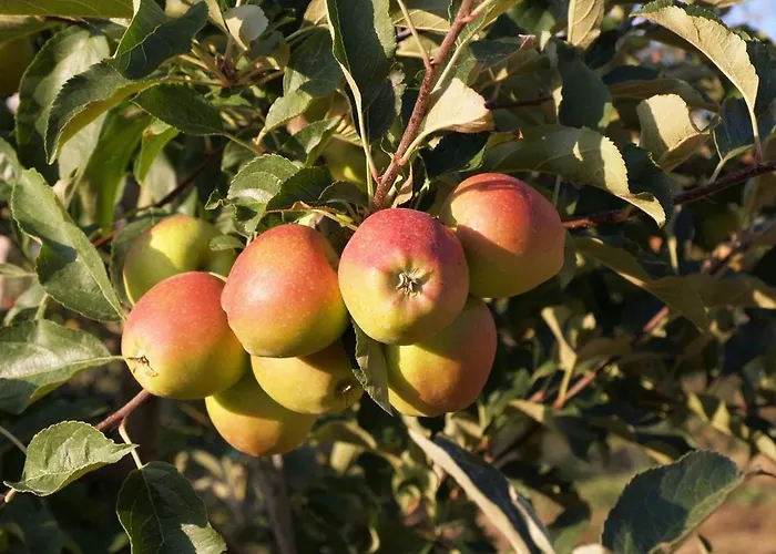 Villa Casa Dona Maria - Douro