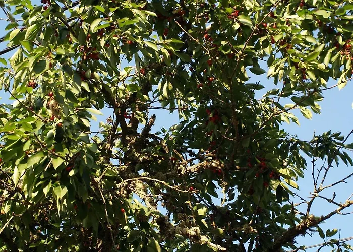 Villa Casa Dona Maria - Douro Armamar
